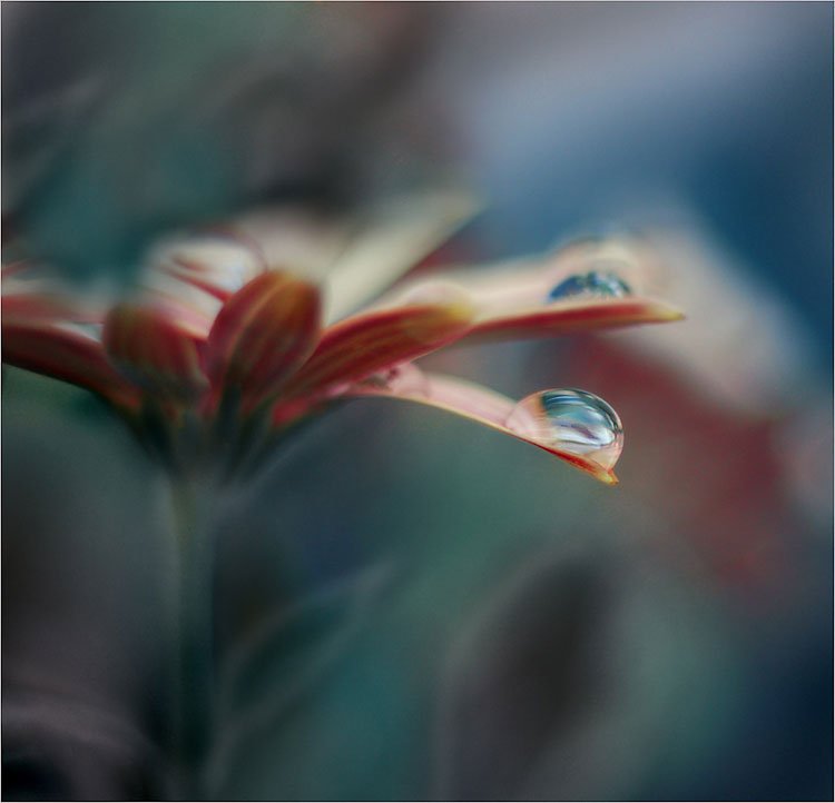 Beautiful Flower Photography Juliana