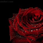pictures of roses