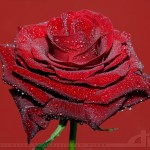 dark-velvet-rose
