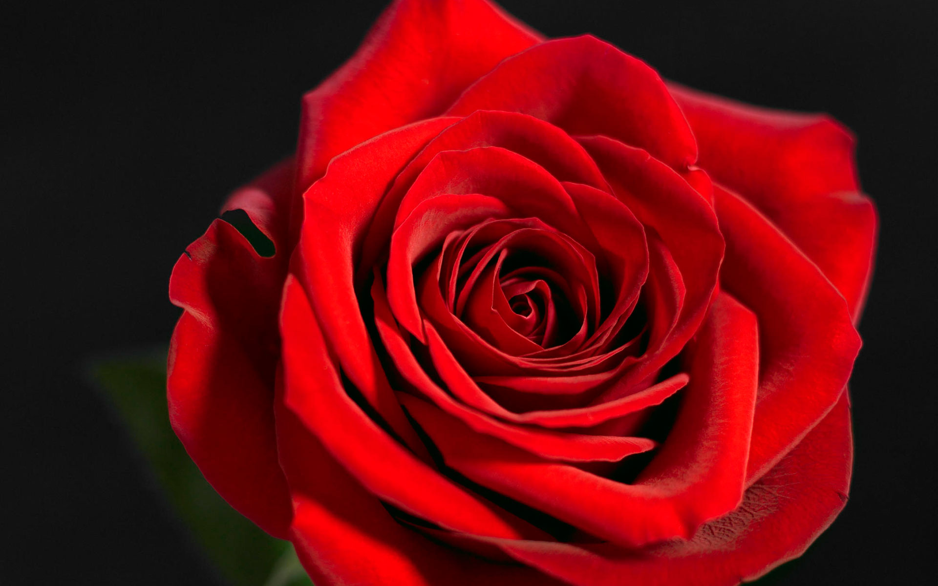 25 Lovely And Beautiful Red Rose Pictures For Valentines