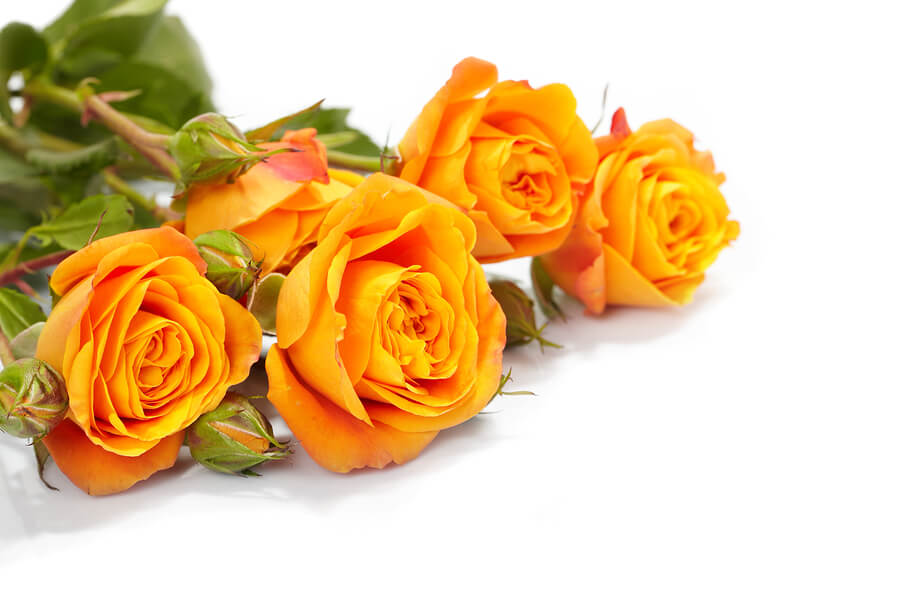 Choosing Best Flowers For Your Love Partner | EntertainmentMesh