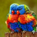 colorful parrots hd picture