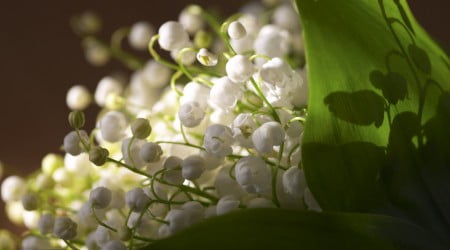 10 flower wallpaper