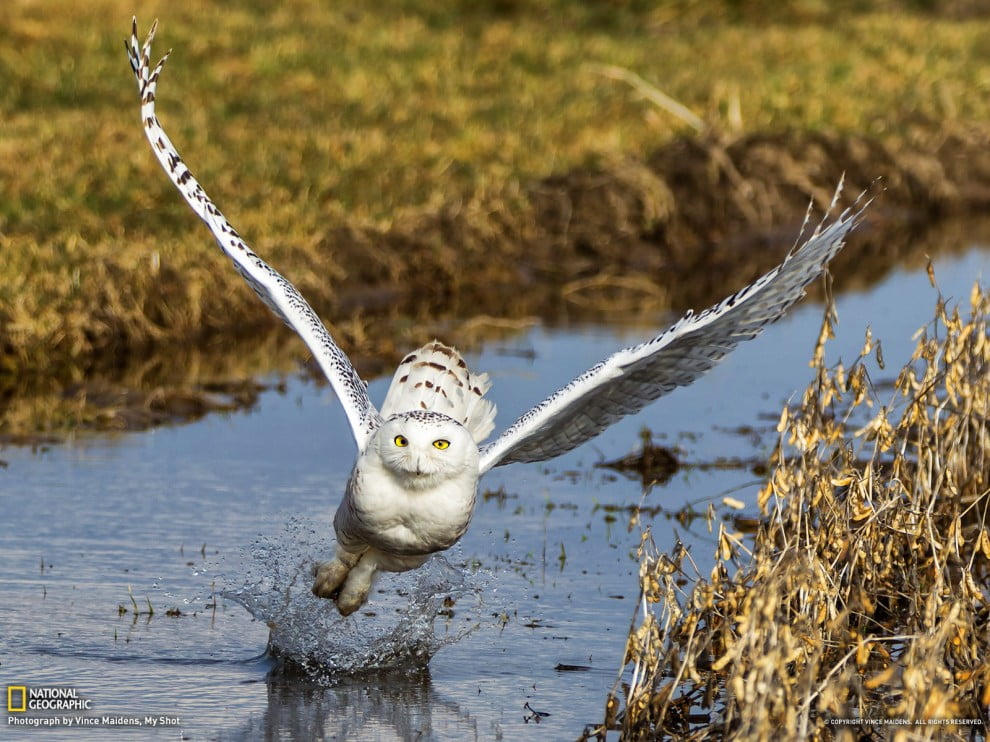 11 National Geographic