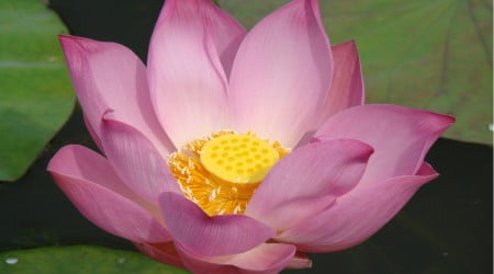 13 flower wallpaper