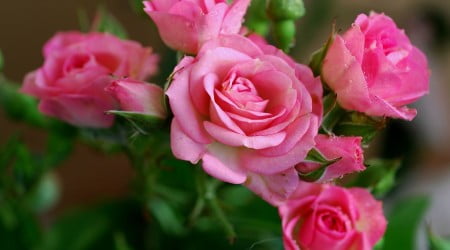 15 flower wallpaper