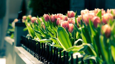 16 flower wallpaper
