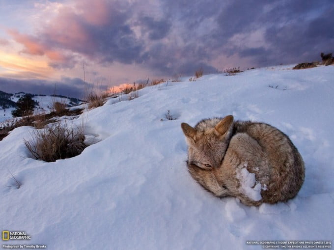 17 National Geographic