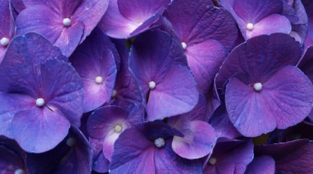 18 flower wallpaper