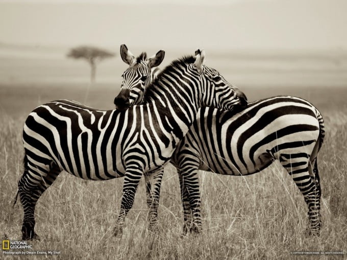 19 National Geographic