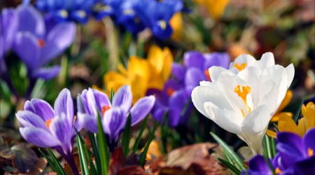 2 flower wallpaper