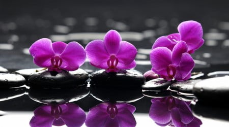 20 flower wallpaper