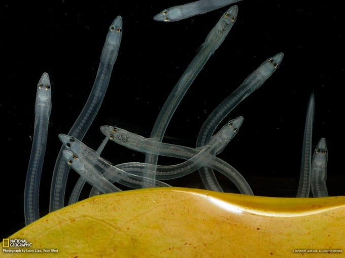 21 National Geographic