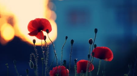 21 flower wallpaper