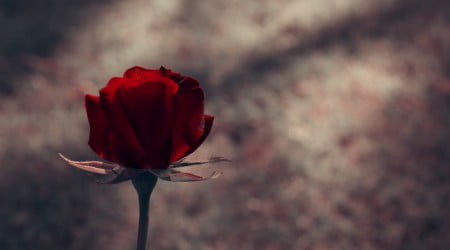 22 flower wallpaper