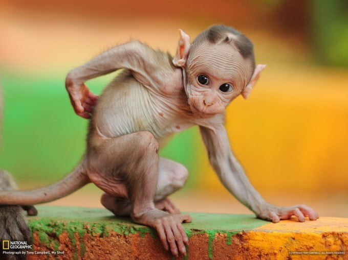 24 National Geographic