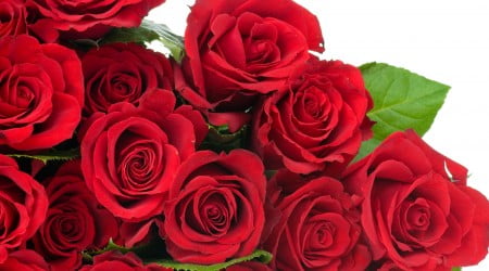 24 flower wallpaper