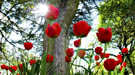 27 flower wallpaper