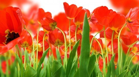 29 flower wallpaper
