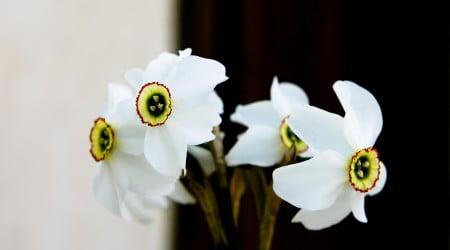 3 flower wallpaper