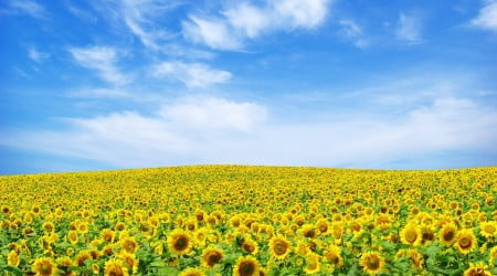 32 flower wallpaper