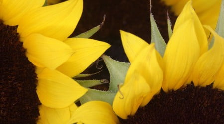 33 flower wallpaper