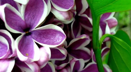 34 flower wallpaper