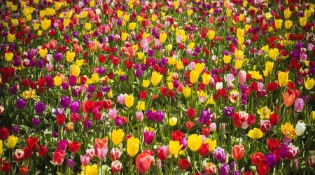 35 flower wallpaper