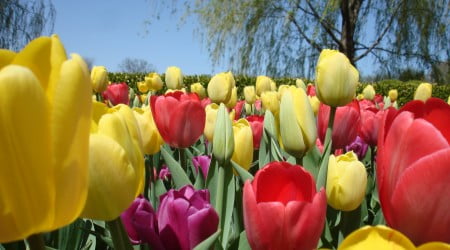 36 flower wallpaper