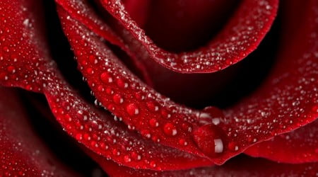 38 flower wallpaper