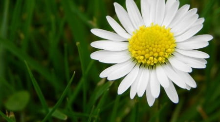 39 flower wallpaper