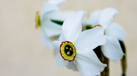 4 flower wallpaper