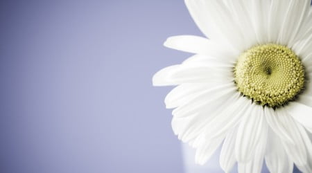 5 flower wallpaper