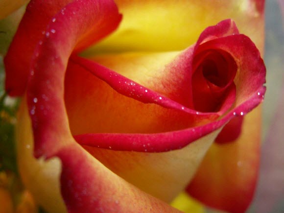 8 flower wallpaper