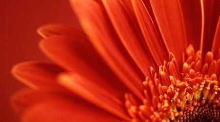 9 flower wallpaper