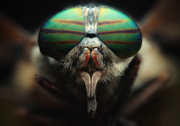 40+ Examples Of Close Up Macro Photography Of Insects – EntertainmentMesh