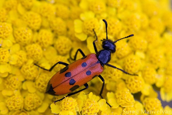 14 macro