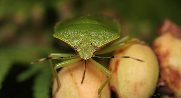 31 macro