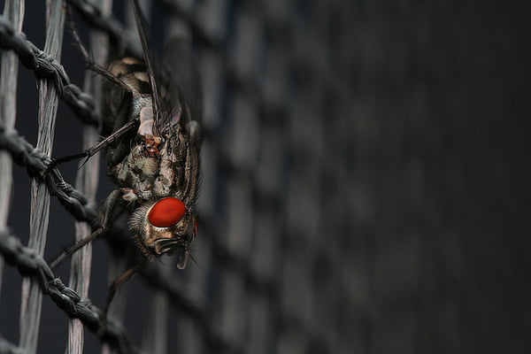 32 macro