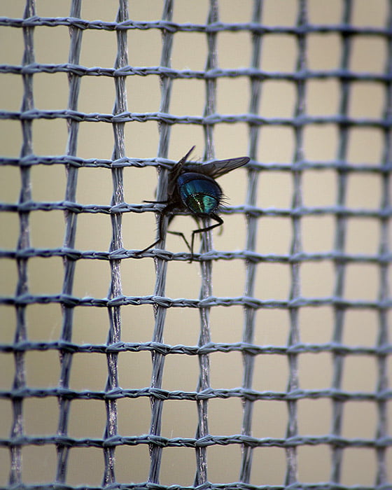 37 macro