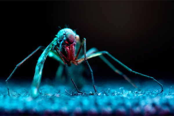 4 macro