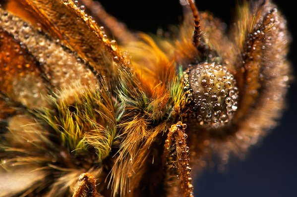 40 macro