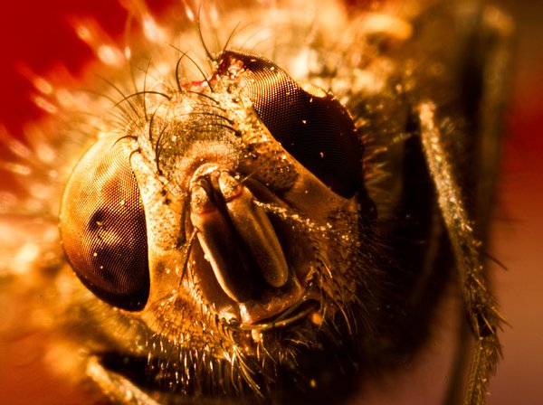 5 macro