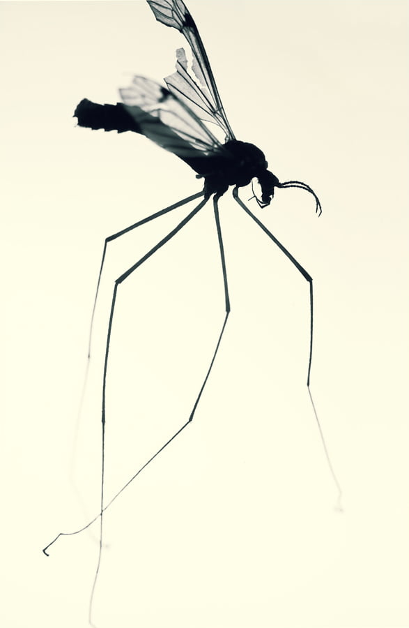 6 macro