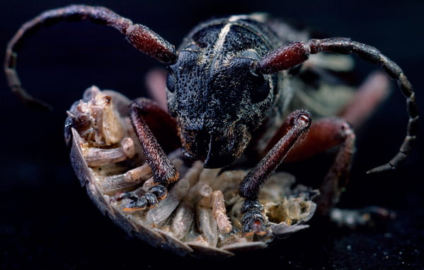 8 macro