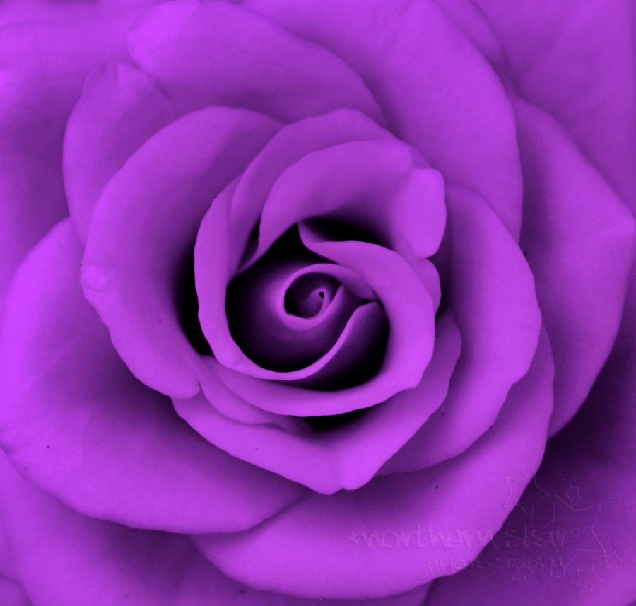 40+ Examples of Beautiful Purple Nature Colors Photography ...