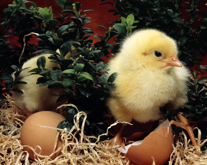 Easter