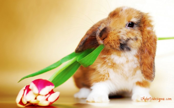 Easter Wallpaper