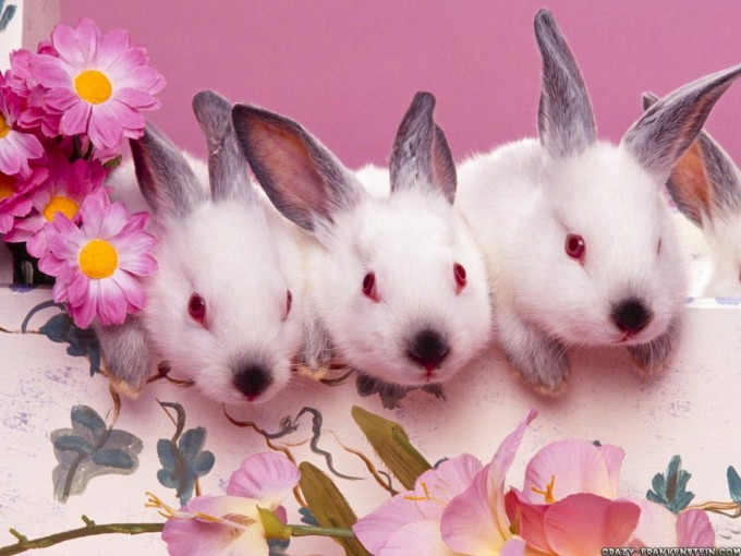 Cute Bunnies Easter Wallpaper