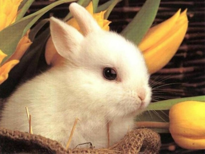 Easter